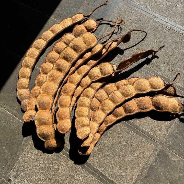 Xun Teng Bean Pod Display Set — Cottagecore Botanical Decor