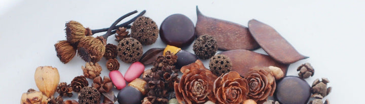 Cottagecore Bean Pod Doll DIY Craft Kit — 8 Themes, Make Your Own Forest Spirit