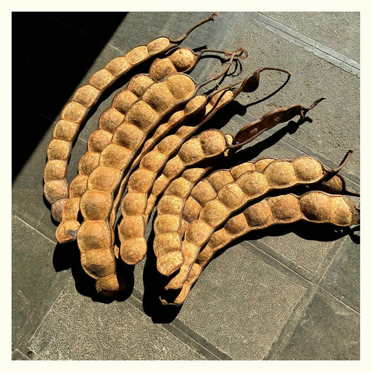 Xun Teng Bean Pod Natural Display Set — long dried botanical pods